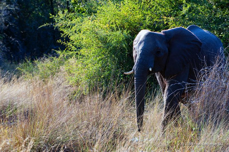 20090614_090546 D3 X1.jpg - Following large herds in Okavango Delta